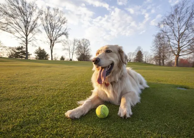 Pet Friendly and good times with parks just 9 minutes away! What a good ol' woof of a time !! at Fruit Tree Home