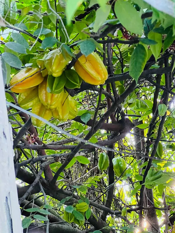 StarFruit tree at Fruit Tree Home