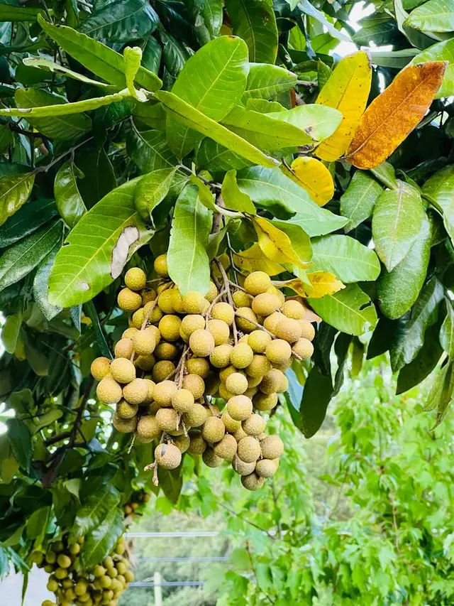 Longan fruit at Fruit Tree Home